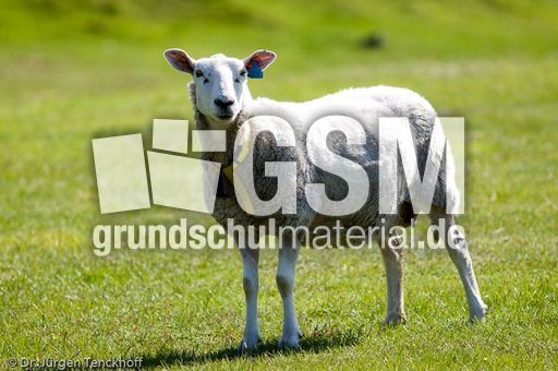 Schaf (61 von 61).jpg